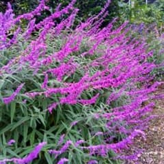 アメジストセージ苗 宿根草 ハーブ - メルカリ