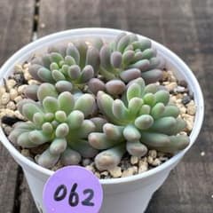 m68633720865_1.jpg?1770802764
