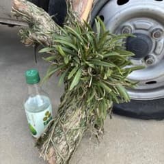 風蘭　大株⑨ hq720.jpg?sqp=-