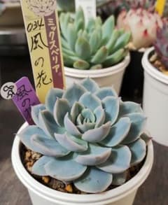 多肉328 風の花 札無し ミックスベリア 抜き苗で第四種郵便 - メルカリ