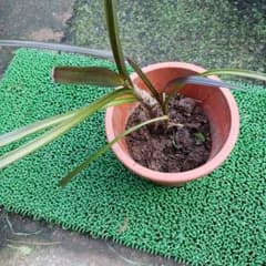 リコリス似のお花のサムネイル