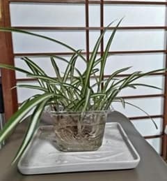 観葉植物＊オリヅルラン ミニ苗5株前後(SS~Sサイズ) 完全発根状態