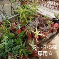 専用☆のサムネイル