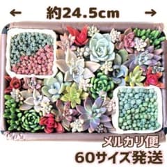 多肉植物 朧月 他 13種類  セダム多め カット セット ①のサムネイル