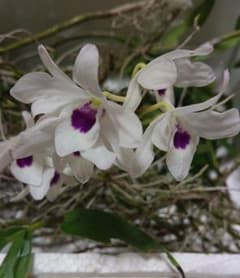デンドロビウム デンドロビューム 白 高芽 大量４０苗 宅急便発送のサムネイル