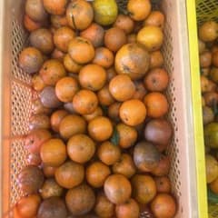奄美大島のタンカンですのサムネイル