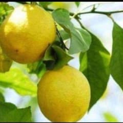 瀬戸内レモン苗木のサムネイル