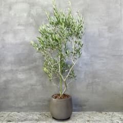大型 オリーブの木 【シプレッシーノ】 10号 バルーン陶器鉢 植え込み