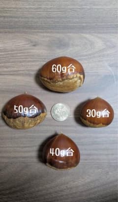 でかい栗　1キロ　3L〜4L（30g〜49g）のサムネイル