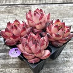 NEW❗️957多肉植物 エケベリア ロメオ 抜き苗 寄せ植え 4苗セット
