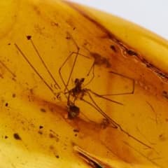 LA468虫入り琥珀化石 ミャンマー カムティかタナイ産 9900万年前
