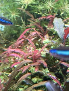 ハイグロフィラ ピンナティフィダUKの水中葉5+1株セット　無農薬のサムネイル