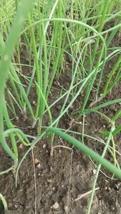 赤玉ねぎの苗１００本―黄玉玉ねぎの苗１００本のサムネイル