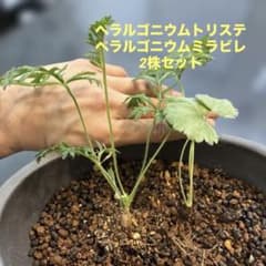 2株セット！！ ペラルゴニウム トリステ ミラビレ 1 - メルカリ