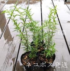 ローズマリー 挿し芽苗 6苗 根付き 無農薬 (追加も承ります)のサムネイル