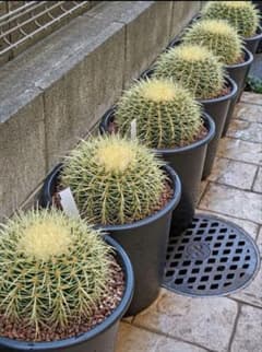 m68690976546_1.jpg?1769439837