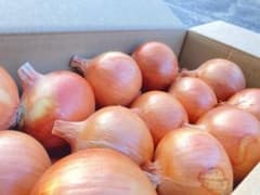 淡路島玉ねぎ冷蔵南あわじ産のサムネイル