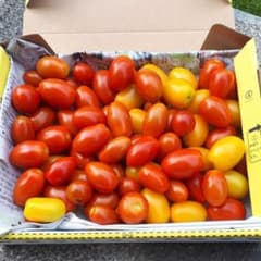 自家製トマトのサムネイル