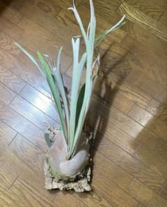 ビカクシダ P.veitchii wild Steel 胞子 2本分 - メルカリ