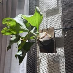 P. hillii 'Kylin'sporeビカクシダのサムネイル
