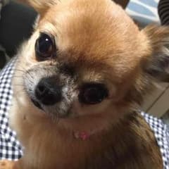 にゃんず様専用♡のサムネイル