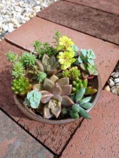 多肉植物　カット苗のサムネイル