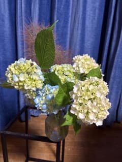 そら　季節の切り花　アジサイ　信州産　無農薬 そら様専用 季節の切り花 アジサイ 信州産 無農薬 - メルカリ
