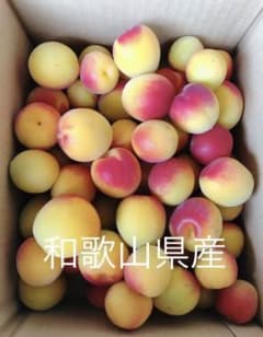 完熟梅　和歌山県産　紀州南高梅　4キロのサムネイル