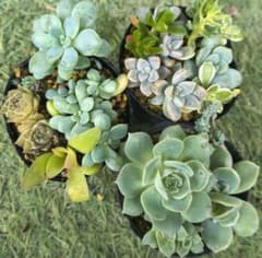 多肉植物 3ポット分 抜き苗 カット苗セット - メルカリ