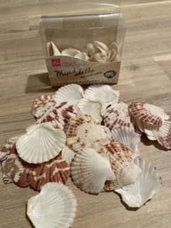 ※超大幅値下げ※シェルセット/貝殻/帆立貝/巻き貝のサムネイル