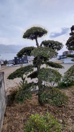 　ウバメガシ　剪定済　幅1.5m高さ3.5m ウバメガシ剪定済幅1.5m高さ3.5m - メルカリ