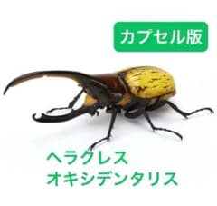 いきもの大図鑑 ヘラクレスオキシデンタリス カブトムシ　バンダイのサムネイル
