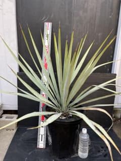 ユッカ ロストラータ 約87cm 青緑色 - メルカリ