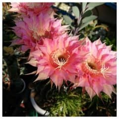 ☆特価☆ 王冠童児 H10w5,5 大輪 ピンク 花サボテンのサムネイル