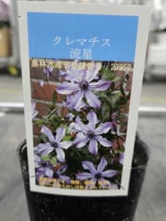 ☆クレマチス☆流星☆3号鉢☆希少☆入手困難☆ - メルカリ