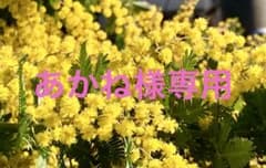 【あかねさん専用】ミモザのサムネイル