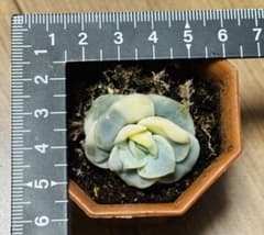 ラブリーローズ錦 多肉植物 エケベリア 韓国苗 抜き苗 現品 - メルカリ