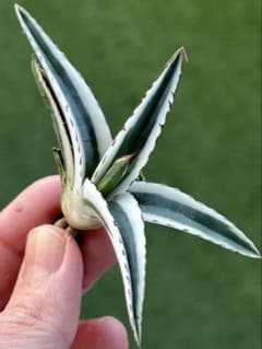 選抜高級株】感謝祭！大きめ氷山①アガベ 極上子株 根付き - メルカリ