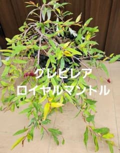 大苗 這性 グレビレア ロイヤルマントル エアーポット鉢植え 苗 太幹