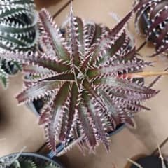 ディッキア Dyckia Otto #3のサムネイル