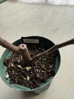 Maroc Gold 剪定後発送 イチジク いちじく 穂木 苗 Maroc Gold 剪定後発送 イチジク いちじく 穂木 苗 - メルカリ