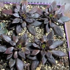 苗追加キャンペーン 多肉植物 カット苗２点のサムネイル