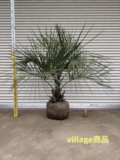 送料込み　ココスヤシ　シルバーリーフ　形状良　庭木　シンボルツリーのサムネイル