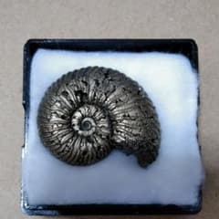化石　標本　アンモナイト　ジュラ紀　約2✕2.5cm　パイライトのサムネイル