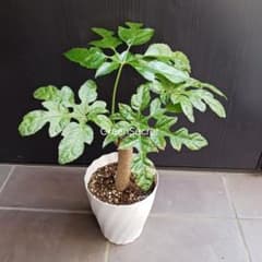 希少★5 トラベシア　トレベシア パルマータ　5号　観葉植物　レア植物 希少☆5 トラベシア トレベシア パルマータ 5号 観葉植物 レア植物