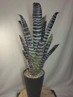ハイブリッド【Aechmea chantinii WidLeaf×Ebony22 - メルカリ