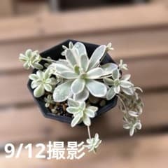 子持ち蓮華錦　ポットごとのサムネイル