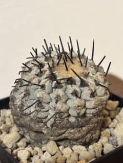 発根済　コピアポア コルムナアルバ Copiapoa 孤竜丸　黒王丸　シネレア