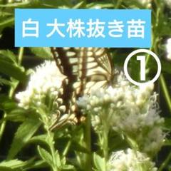 白①山野草 ピンクのフジバカマ(藤袴) 大株 白①山野草 ピンクのフジバカマ(藤袴) 大株 - メルカリ