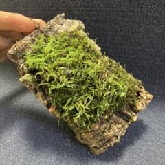 俊*村様 【日本着生ラン原種】 モミラン コルク着け 徳島県産 - メルカリ